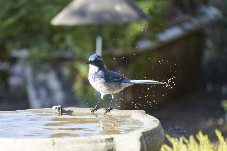 Old School Week: California Scrub Jay