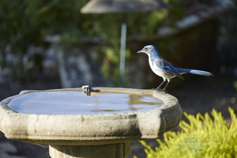 California Scrub Jay