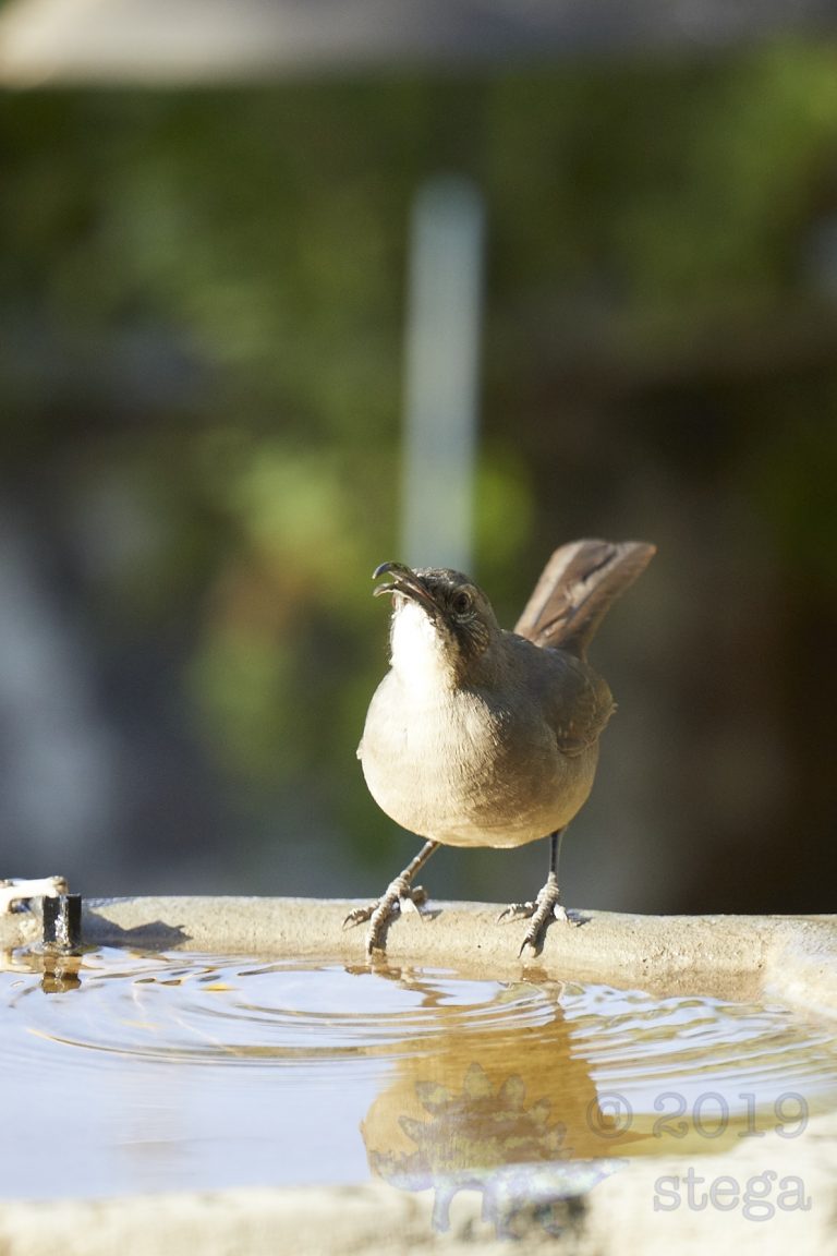 California Thrasher