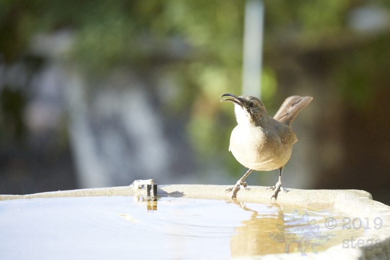 California Thrasher