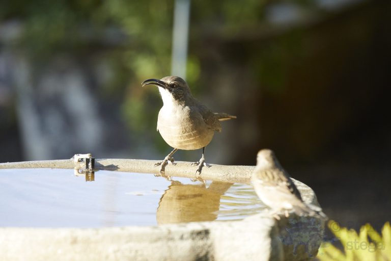 California Thrasher