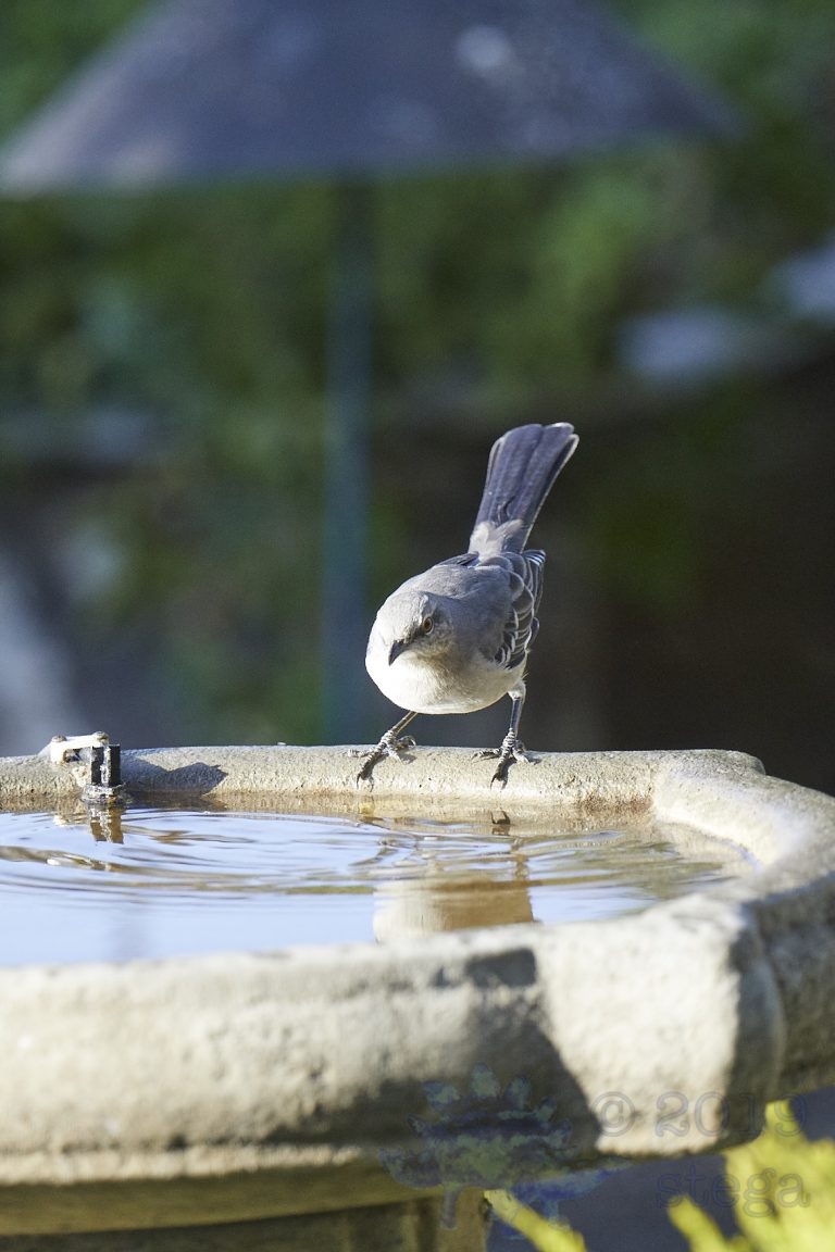Northern Mockingbird