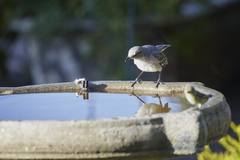Northern Mockingbird