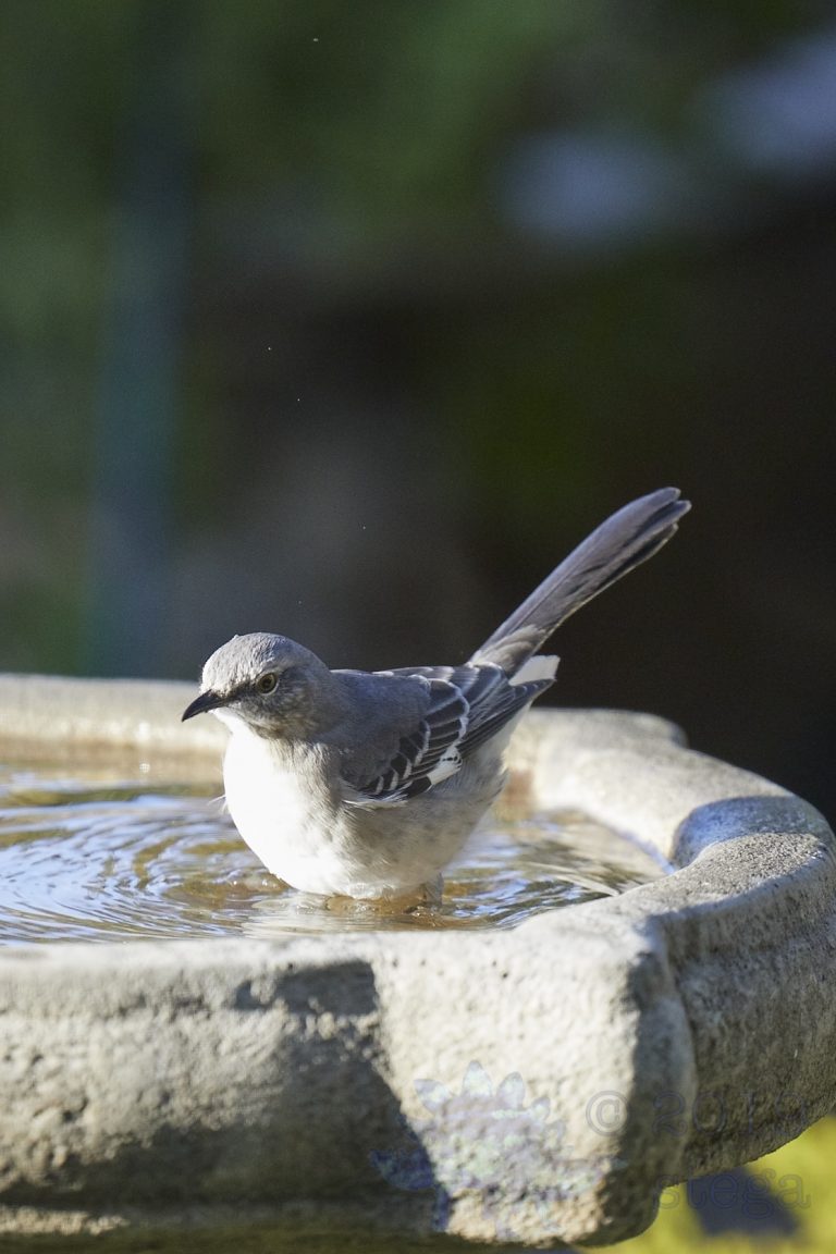 Northern Mockingbird