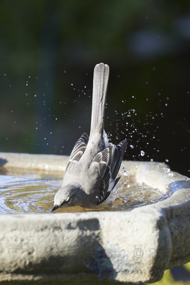 Northern Mockingbird