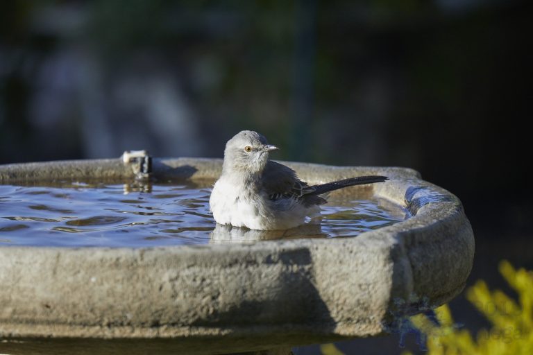 Northern Mockingbird