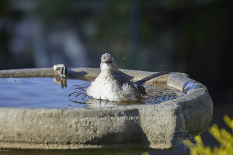 Northern Mockingbird