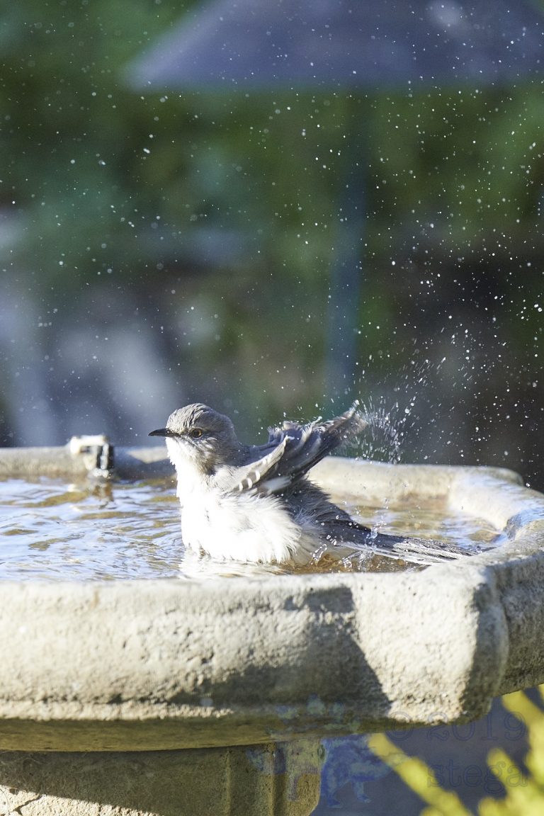 Northern Mockingbird (3 Images)