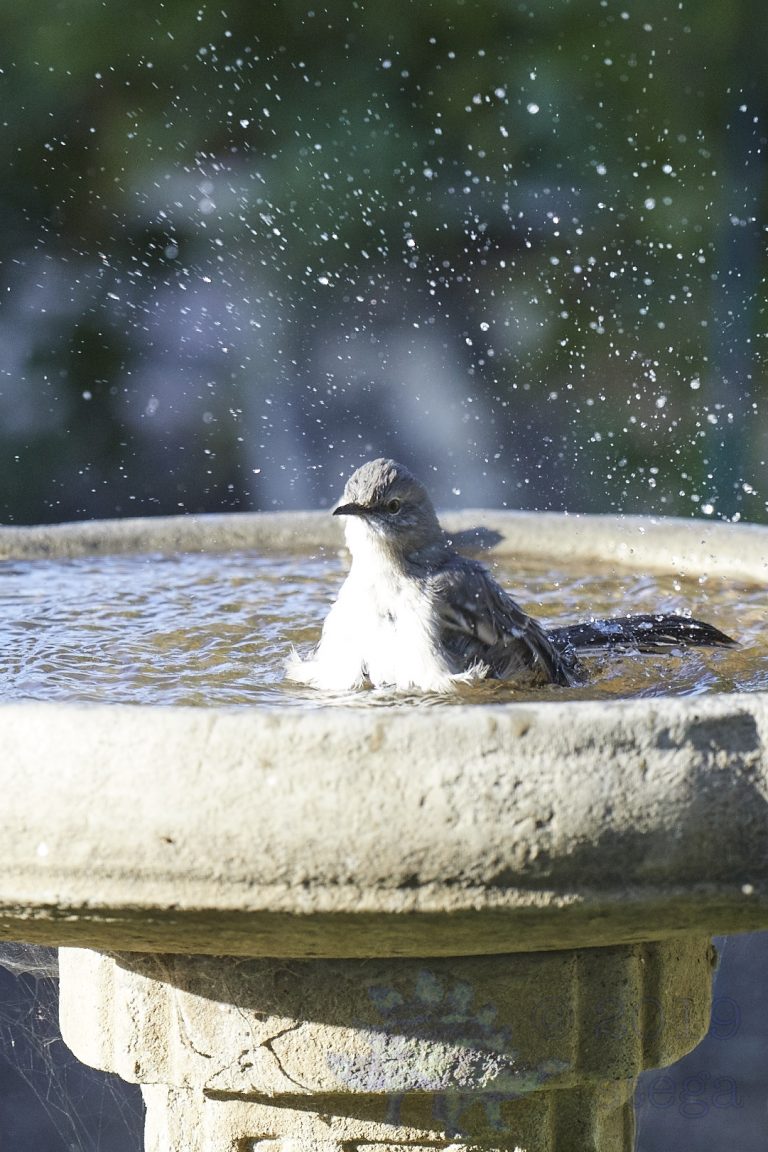 Old School Week: Northern Mockingbird