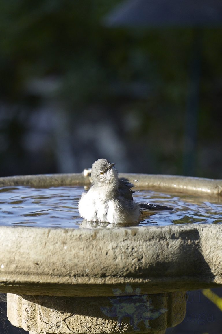 Northern Mockingbird