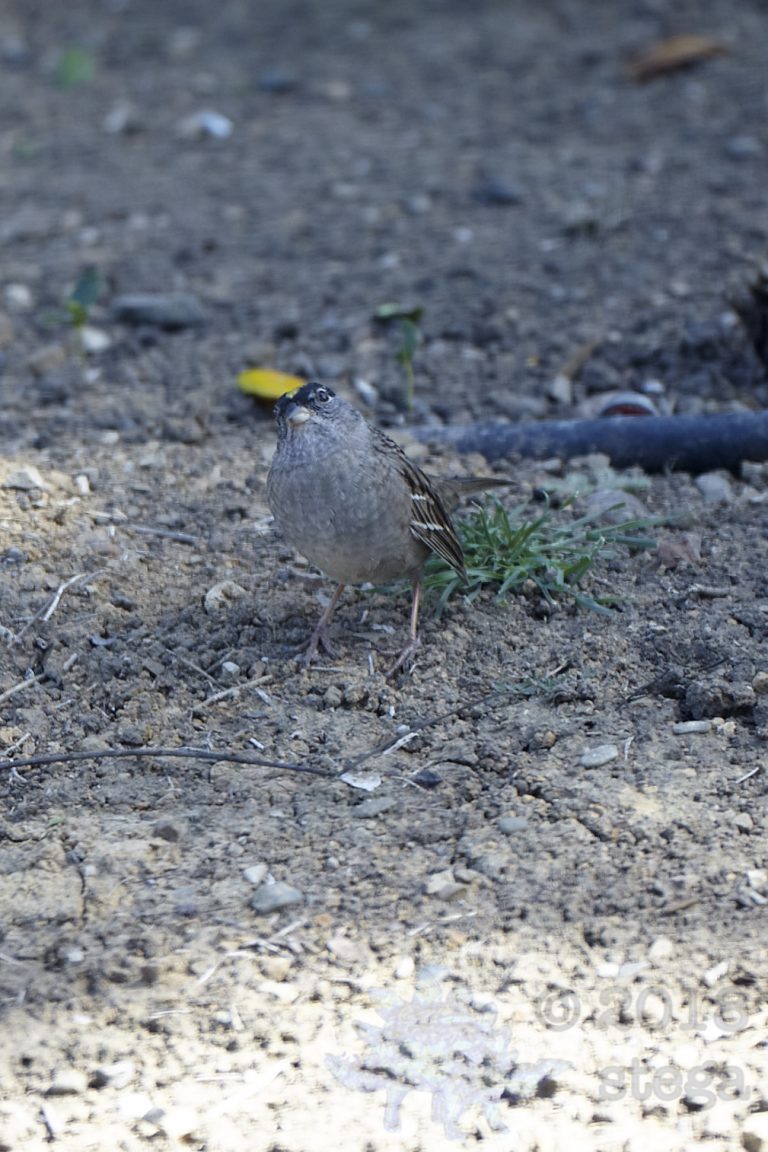 Gold-Crowned Sparrow