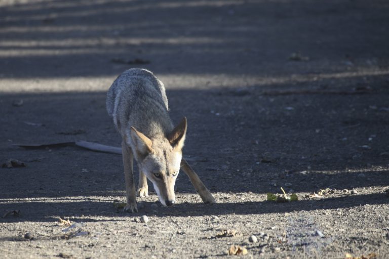 Coyote