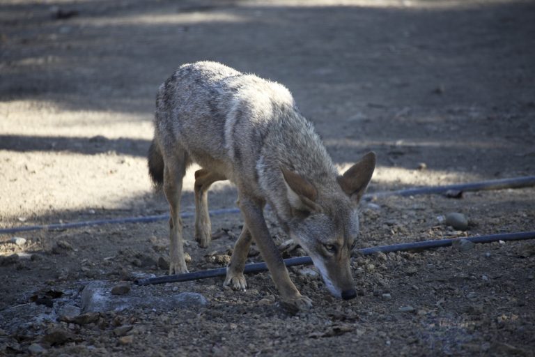 Coyote