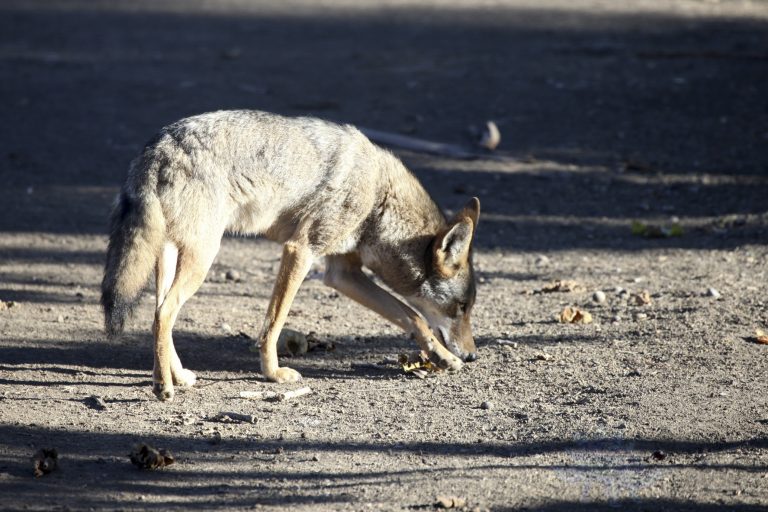 Coyote