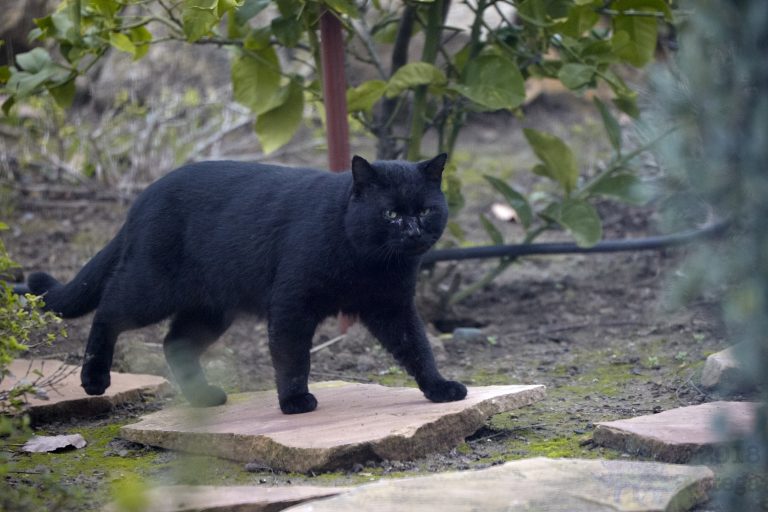 Feral Cat