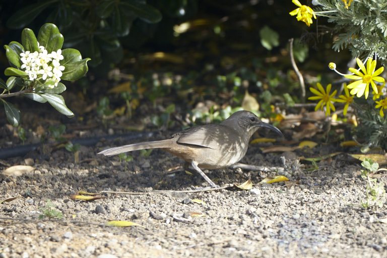 California Thrasher