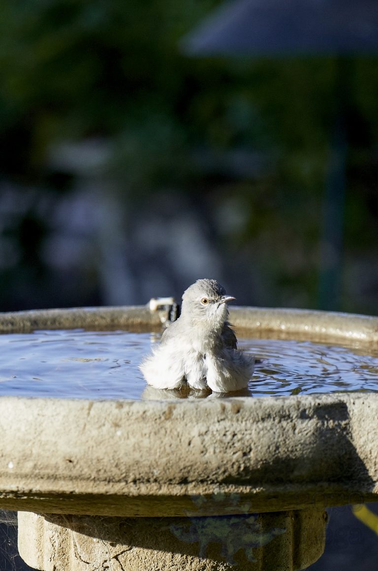 Northern Mockingbird