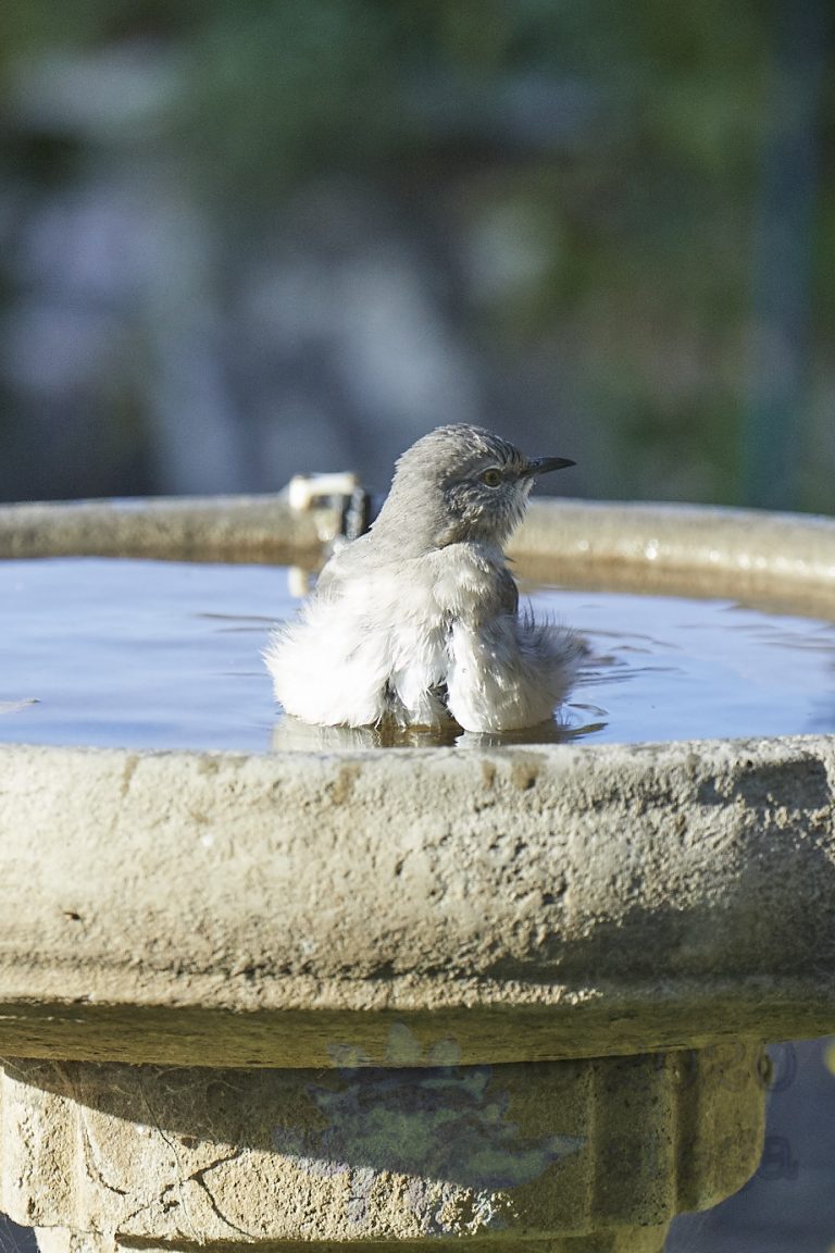 Northern Mockingbird