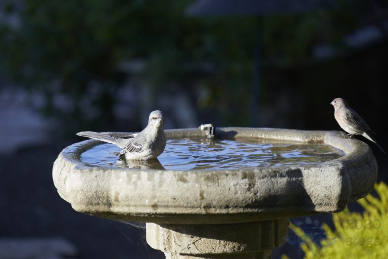 Northern Mockingbird