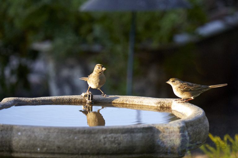 Gold-Crowned Sparrows