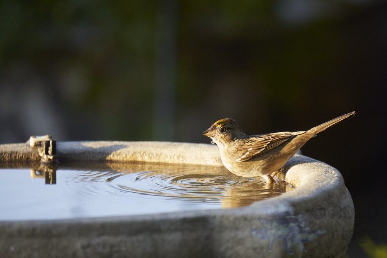 Old School Week: Gold-Crowned Sparrow