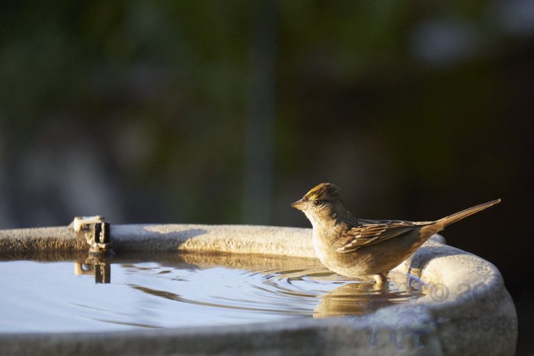 Gold-Crowned Sparrow