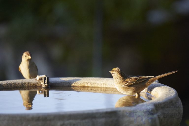 Old School Week: Gold-Crowned Sparrow
