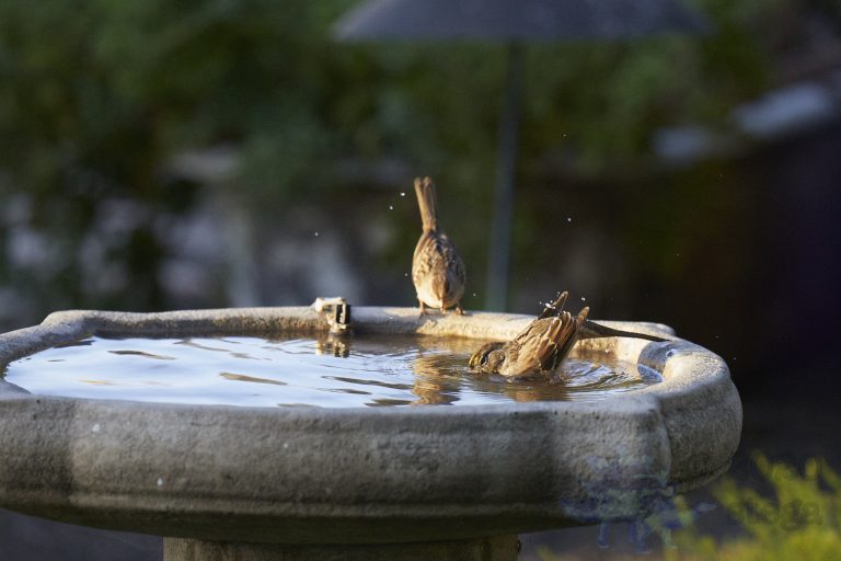 Old School Week: Gold-Crowned Sparrow