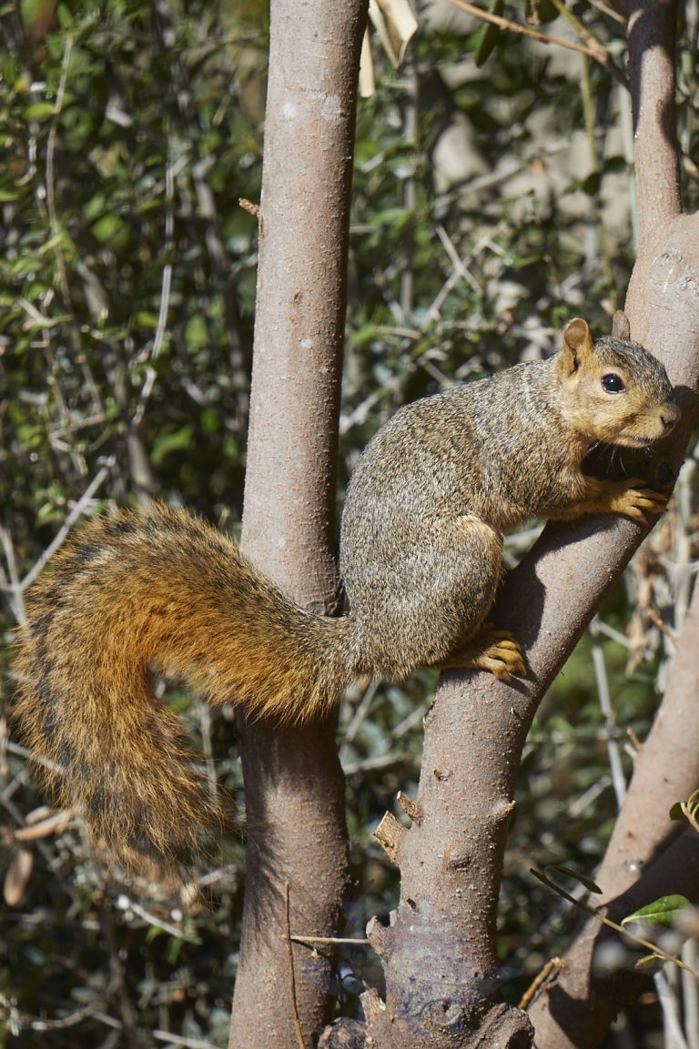 Fox Squirrel