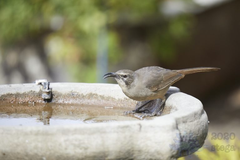 California Thrasher (4 Images)