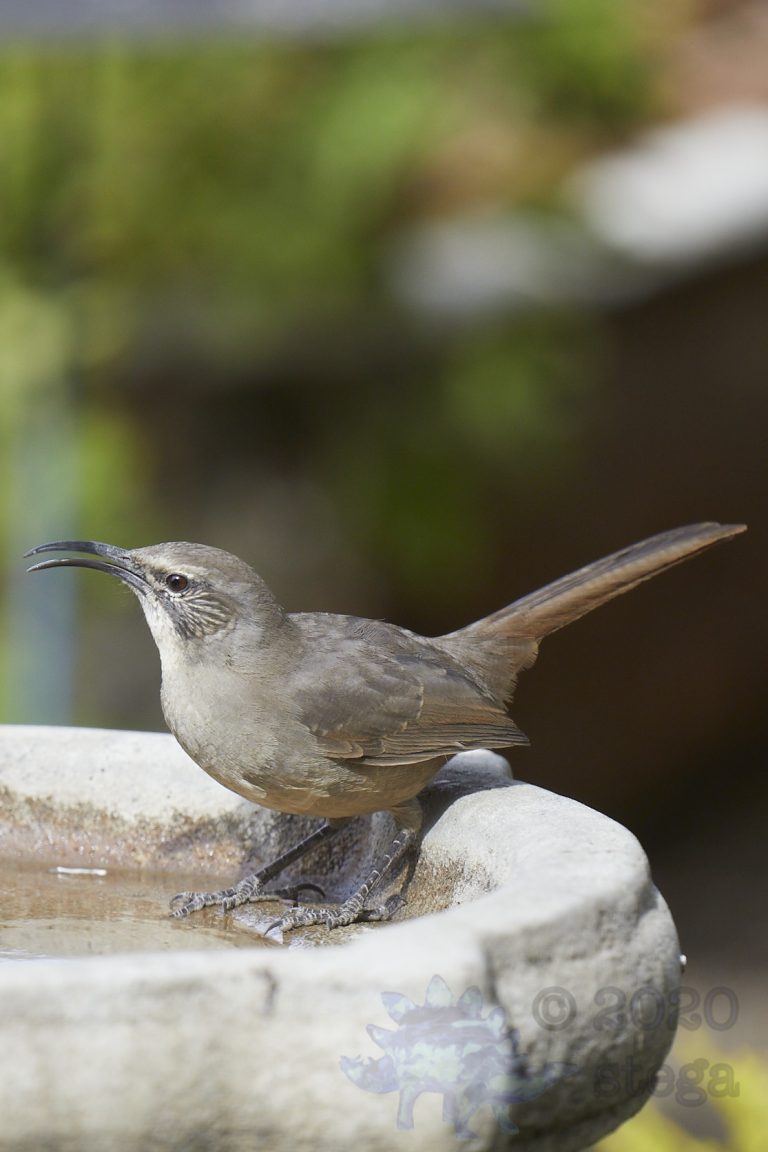 California Thrasher
