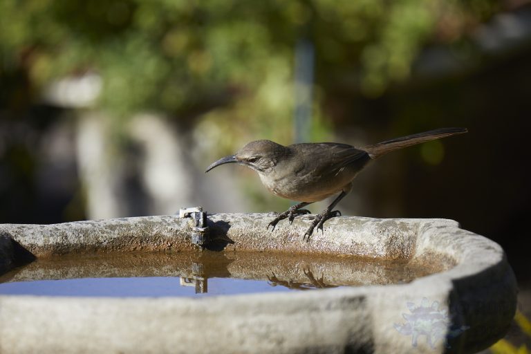 Old School Week: California Thrasher