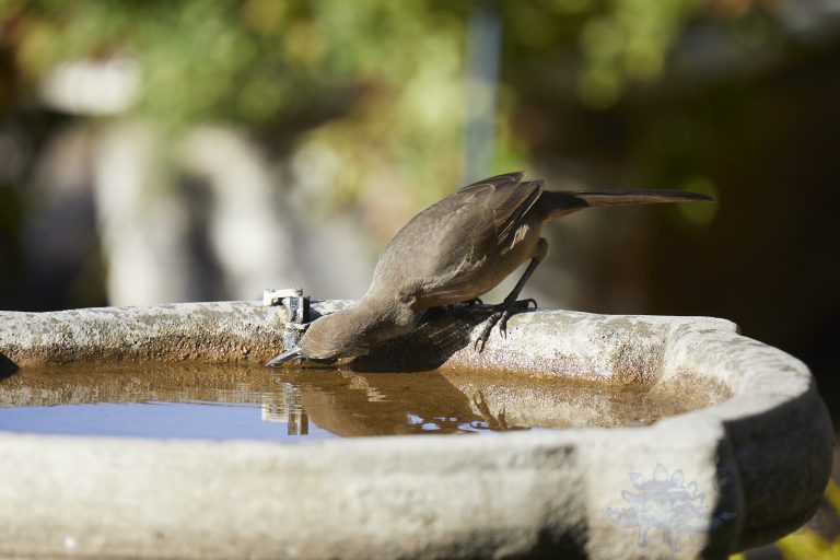 Old School Week: California Thrasher