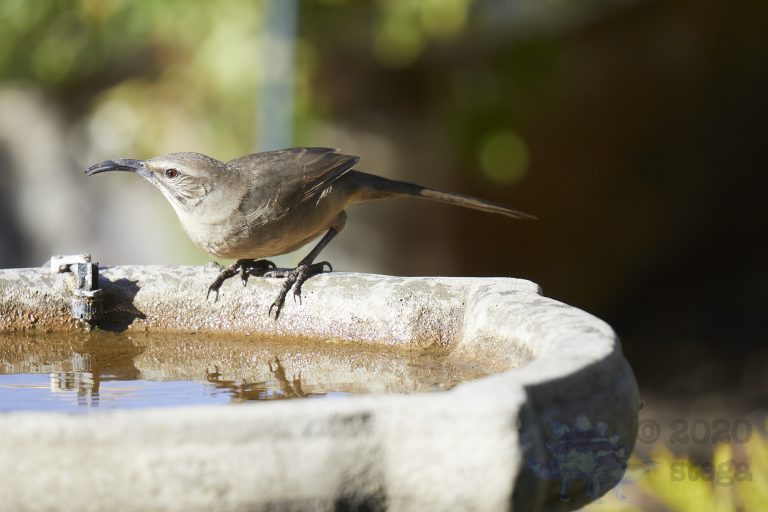 California Thrasher