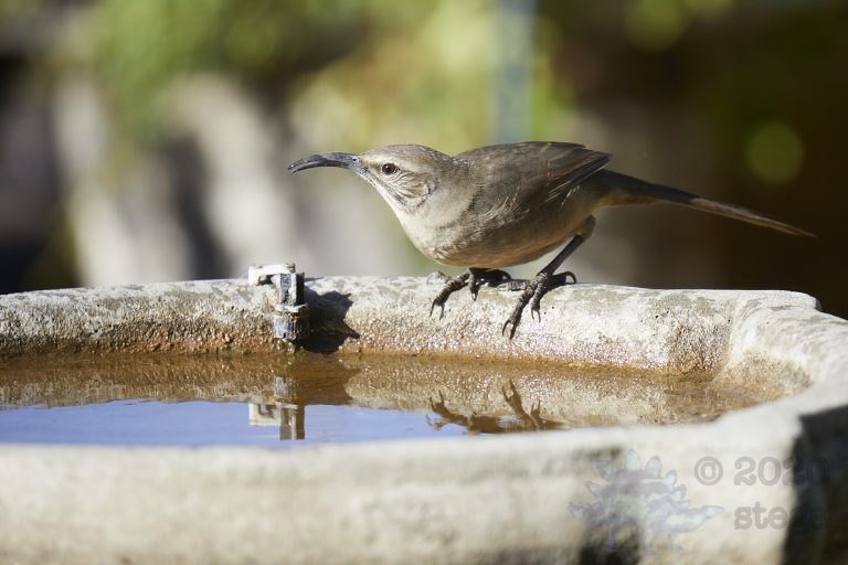 Old School Week: California Thrasher