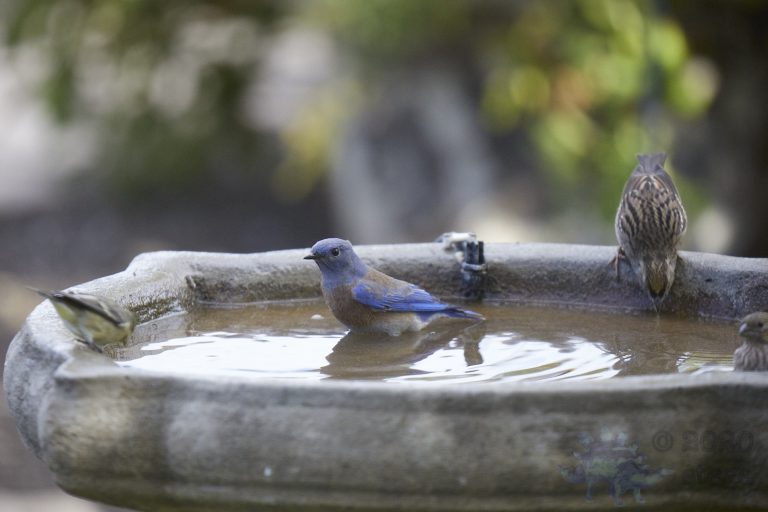 Western Bluebird