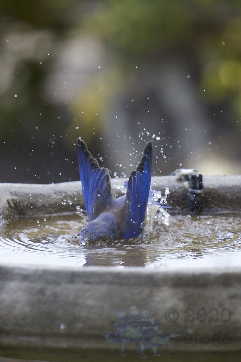 Bathing Bluebird