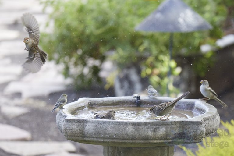 Sparrows and Finches