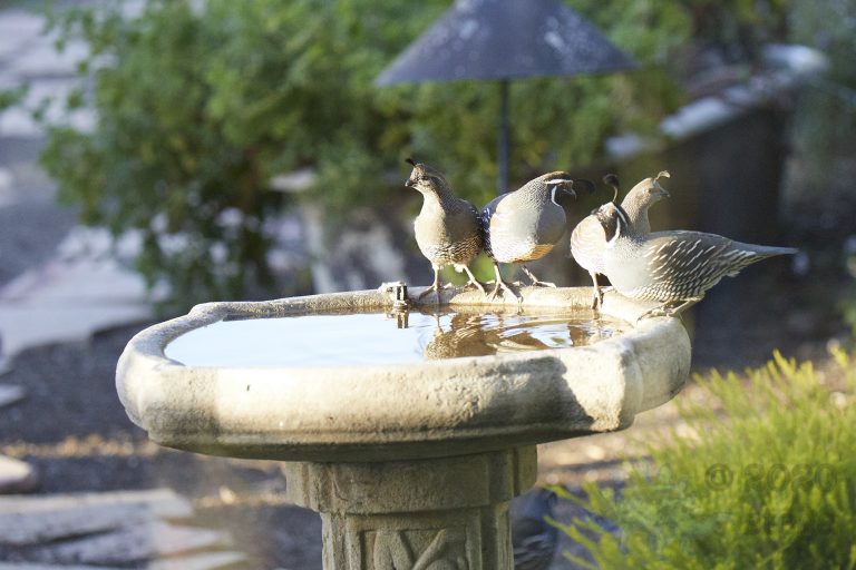 California Quail