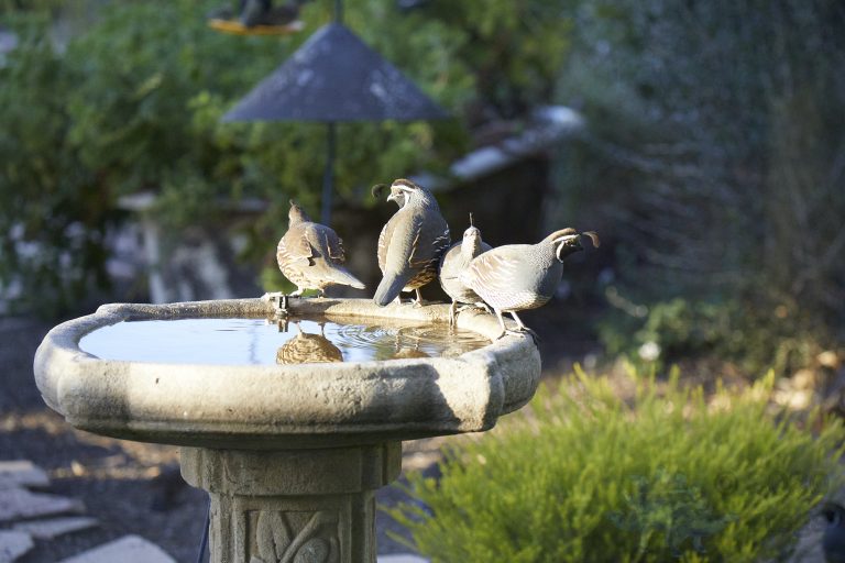 California Quail