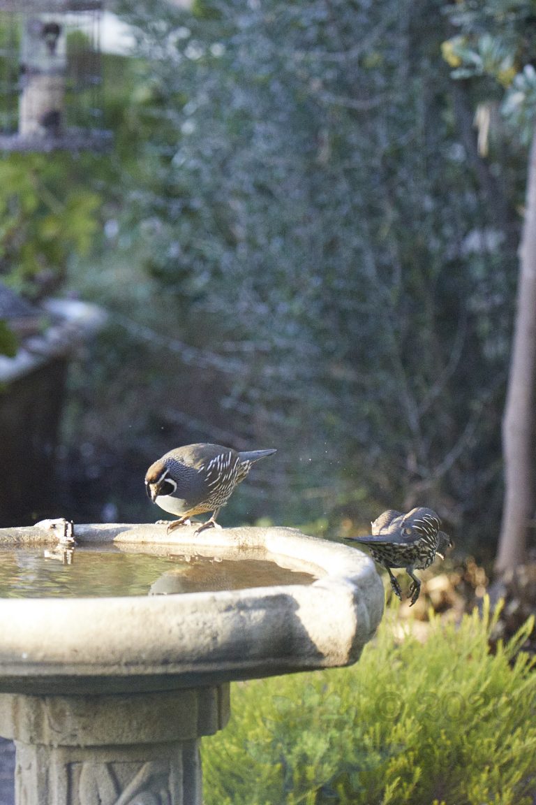 California Quail