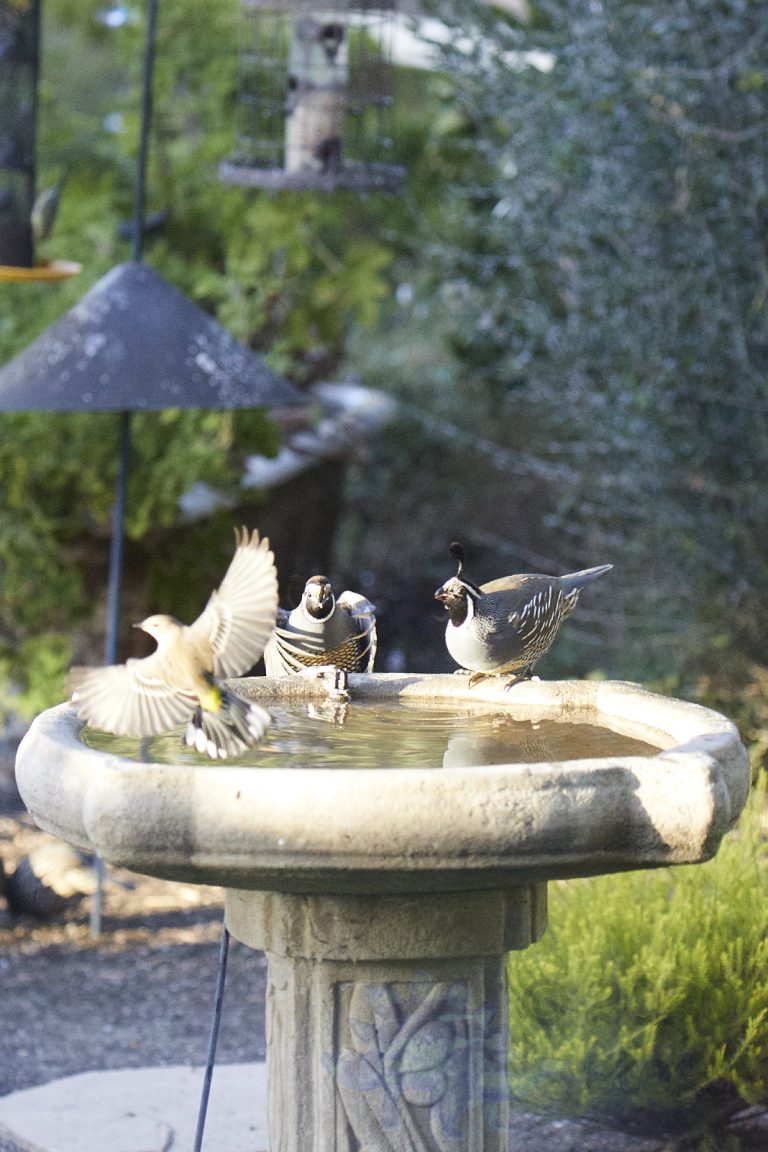 California Quail with Warbler