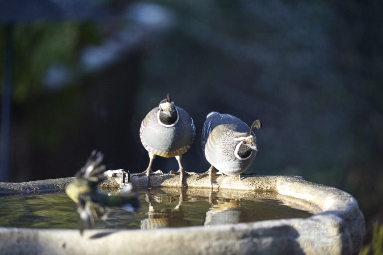 California Quail