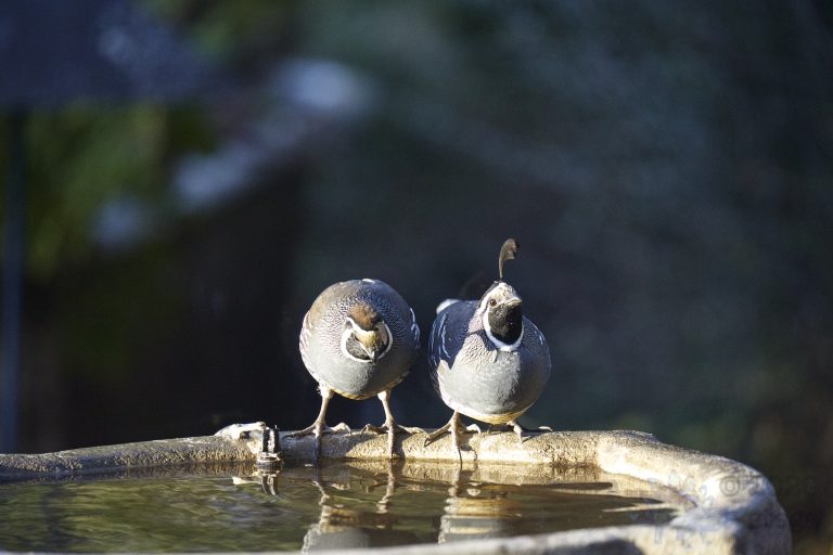 California Quail