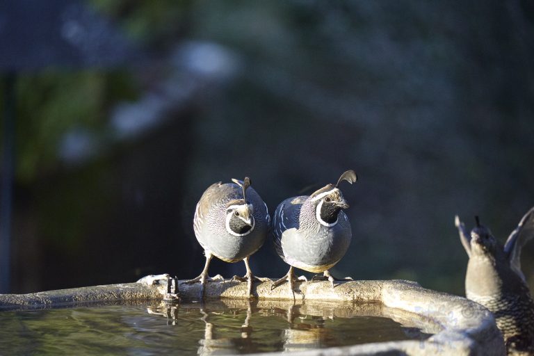 California Quail