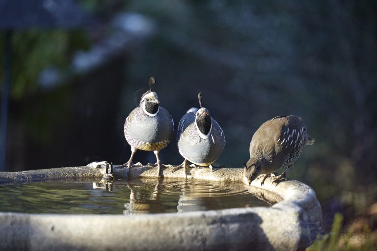 California Quail
