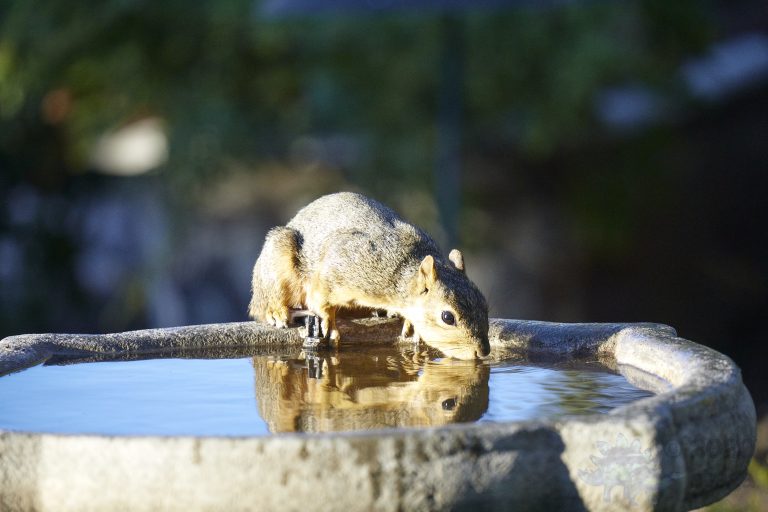 Fox Squirrel