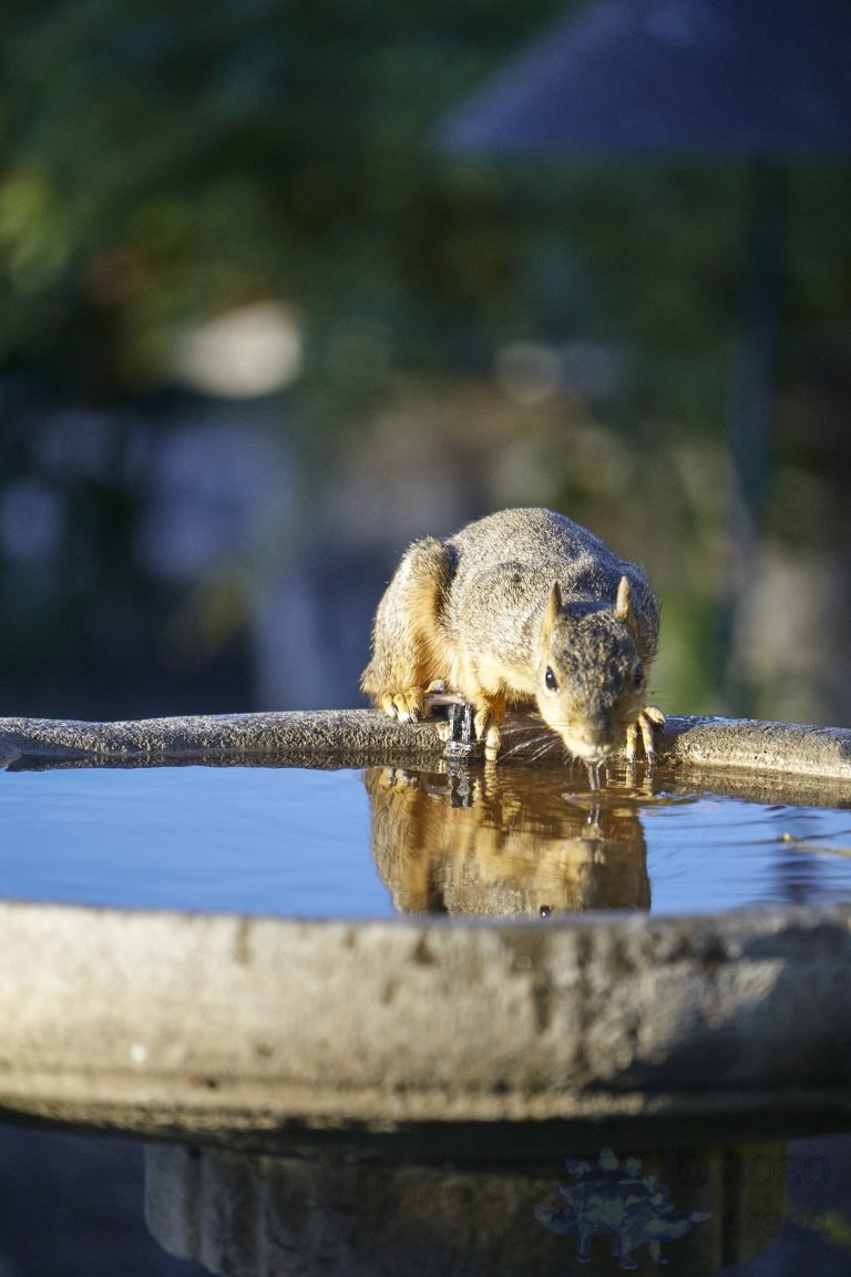 Fox Squirrel