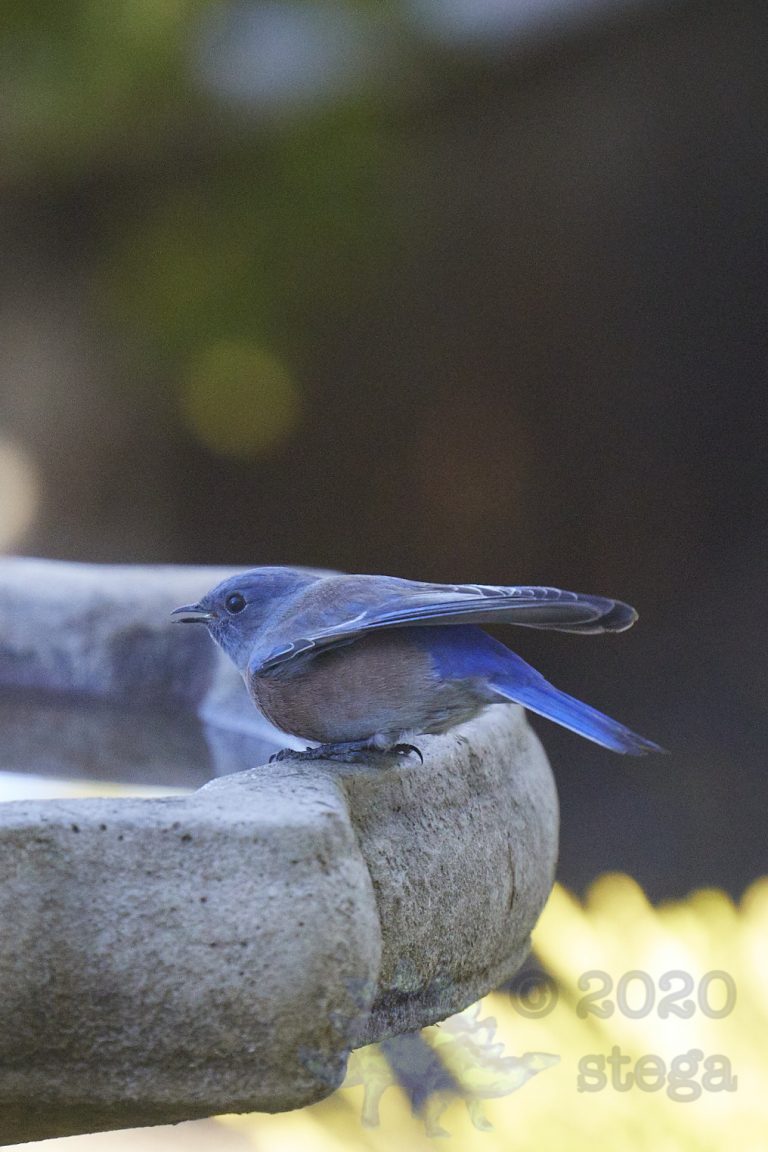 Western Bluebird