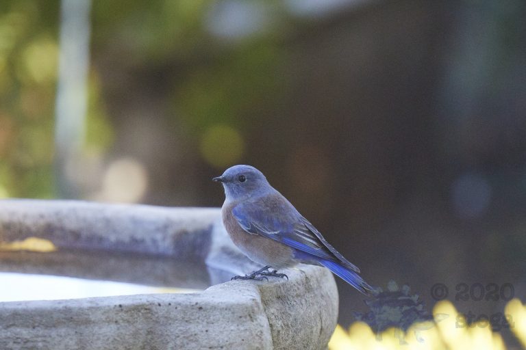 Western Bluebird